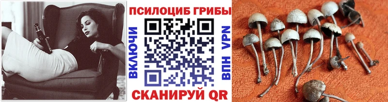 Псилоцибиновые грибы Psilocybine cubensis  нарко площадка Telegram  Снежногорск 